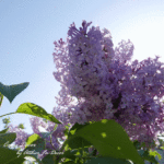 5月の空とライラック-淡紫色のテープケース